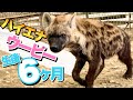 【生後6ヶ月】ハイエナのウーピー可愛すぎてキュン死に寸前www　Hyena kids are cute