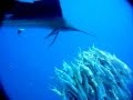 Sailfish attacking a school of sardines - slow motion