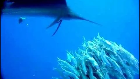 Sailfish attacking a school of sardines - slow motion
