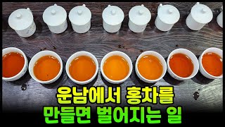 운남에서 만든 홍차 종류별로 맛보기