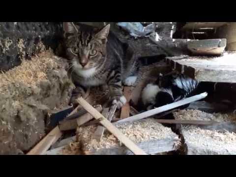 Video: Hvorfor Fester En Kattunges øye?