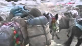 Kaçakçıların At- Katır Filosu