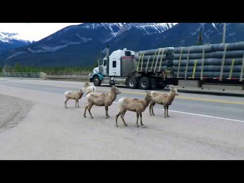 Vídeo: Jasper, Alberta: Aquí Se Explica Cómo Enamorarse Del Invierno Canadiense