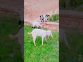 Hasan goat farm