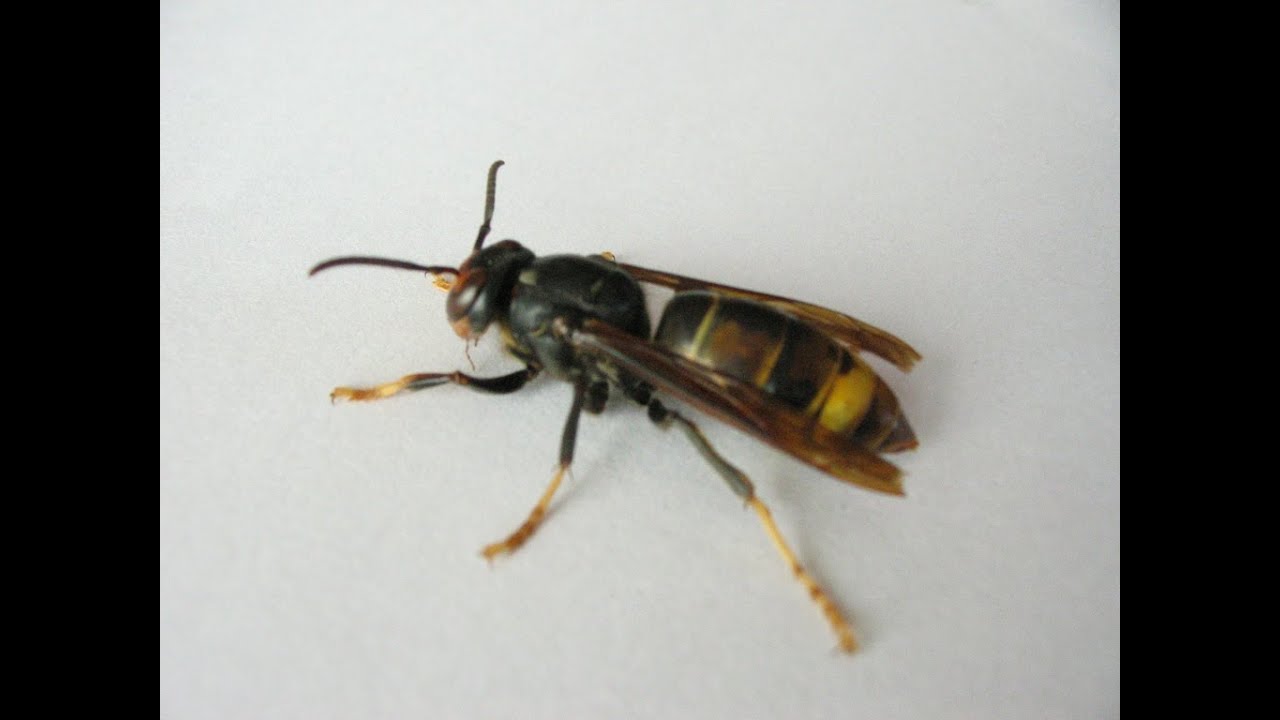 Information : Différencier la reine des ouvrières chez le frelon asiatique