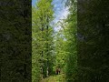 Plimbare in Padure #nature #shanti #corprorate  #hiking #healing #it #relax #forest #stillness