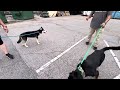 Vader And Dakota Leashed Meet Vader And Dakota Leashed Meet