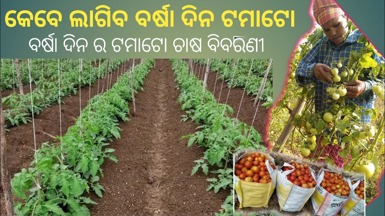 ବର୍ଷା ଦିନ କେବେ ଲାଗିବ ଟମାଟୋ|Tomato Chasa Kemiti Kariba|Tomato Farming In Odisha