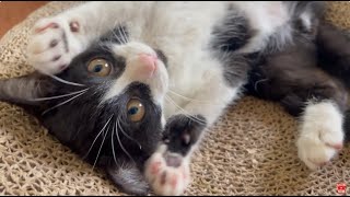 A Day in the Life of the World's Cutest Kitty |  Cutest Cat in the World | Lisa the Cat