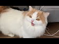 🍋威嚇すら可愛い猫