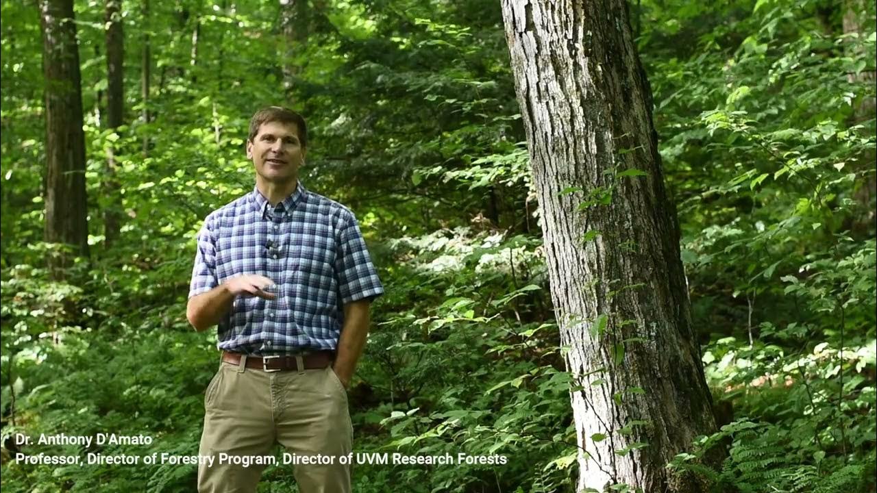 Sugarbush Management Uneven aged management YouTube