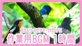 【作業用BGM♪野鳥と出会う1時間】オオルリ•キビタキ•クロツグミの夏鳥3種のさえずり