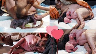 Cat Giving Birth ❣️ Welcome to The World Cute Newborn Kittens 💕 by Sphynx Cats Channel 969,945 views 2 years ago 2 minutes, 7 seconds