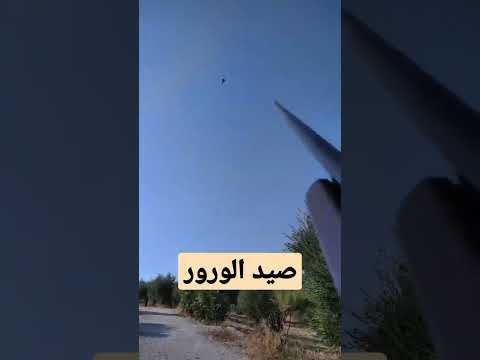 صيد الورور