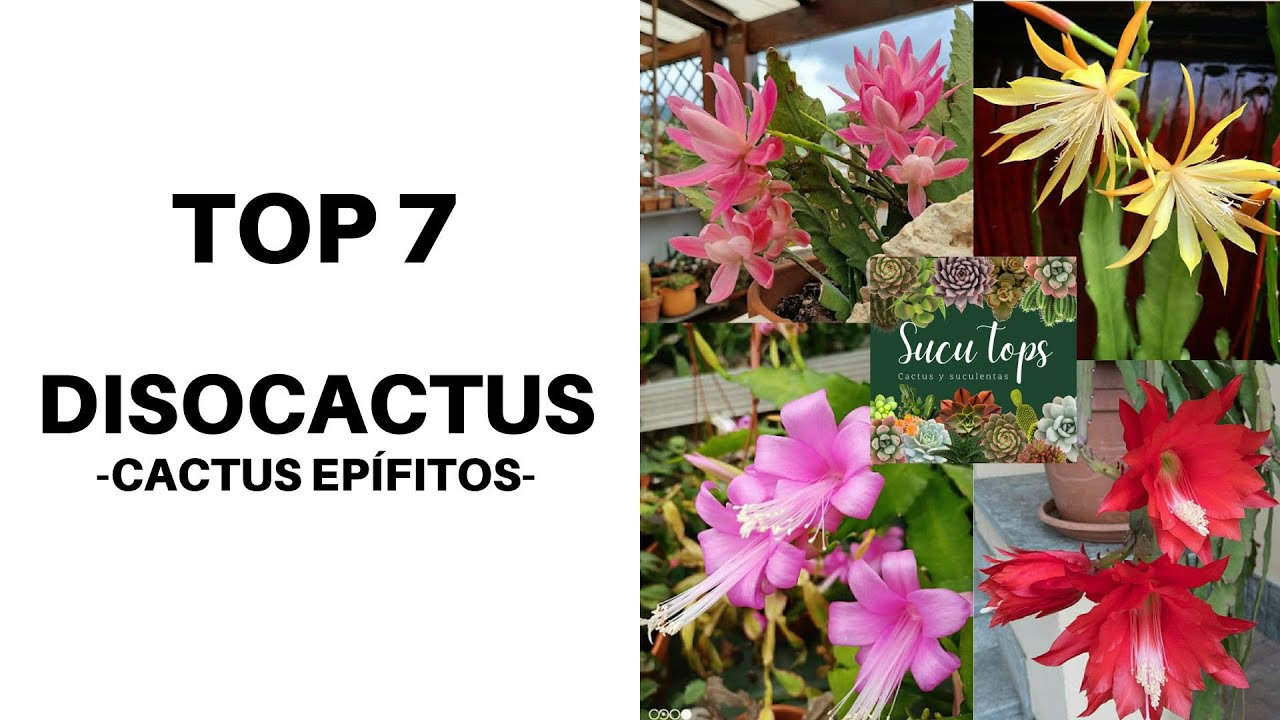 TOP 7 DISOCACTUS