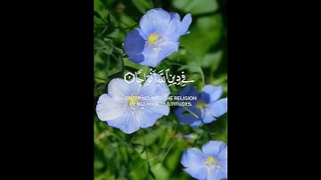 سورة النصر للقارئ ماهر المعيقلي