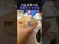 ハムスターに目薬をさす方法