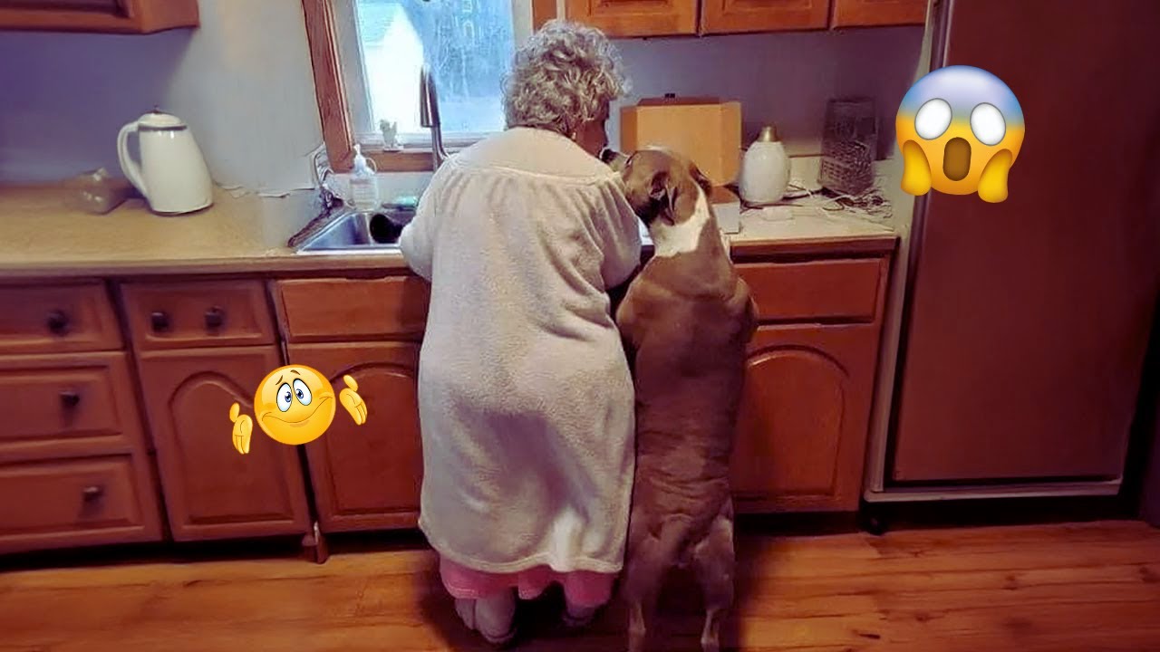 The Best of the Best! The Funniest Animal Videos of 2024! Funny DOG videos  🐶😂💕 | PART 16