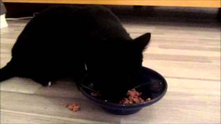 Chaplin's Table Manners by discokatz 506 views 11 years ago 1 minute, 13 seconds