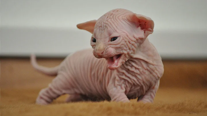 Video 1194561: sphynx cat baby, hairless cat babies, cute hairless cat