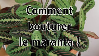 Comment bouturer le maranta ! | Vertbobo