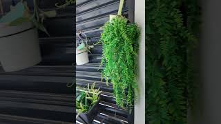 Apartamento T2 em Val Flores - Pinhal Novo