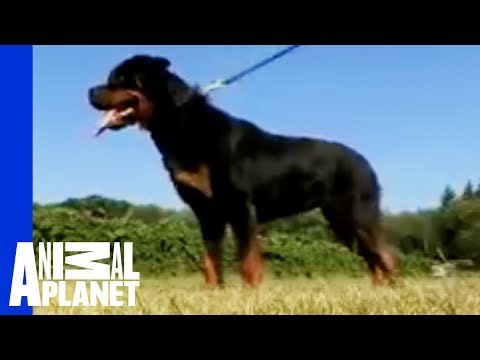 Dogs 101 - Rottweiler