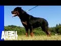 Rottweiler | Dogs 101 の動画、YouTube動画。