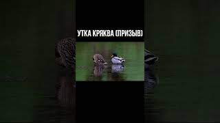 Голос Утки Кряквы: Призыв, осадка #Shorts #Youtubeshorts #животные #Манок #природа #звукиптиц