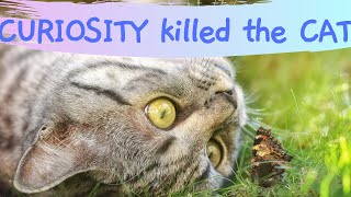 Curiosity Killed The Cat Origin Storywho Said It First