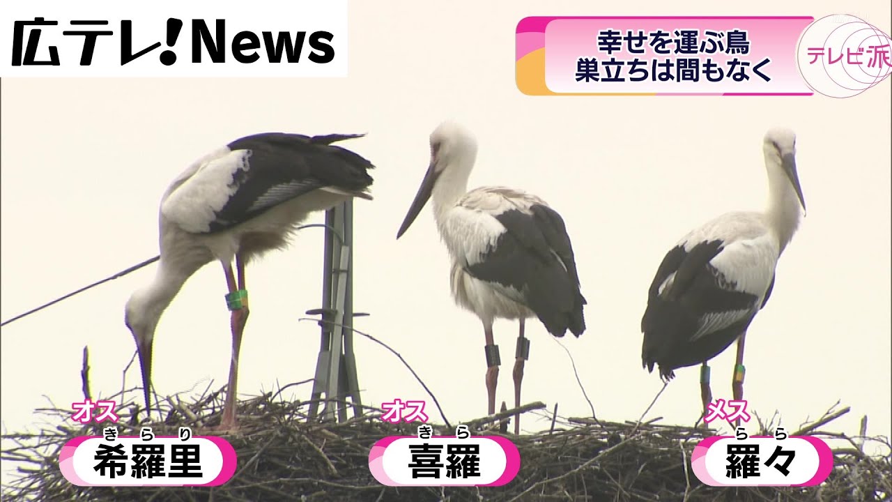 幸せを運ぶ鳥『コウノトリ』　広島県内での繁殖を初確認　ひな鳥の成長を見守る世羅町　まもなく迎える巣立ちの日