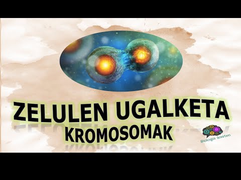 Zelulen ugalketa 3 4DBH