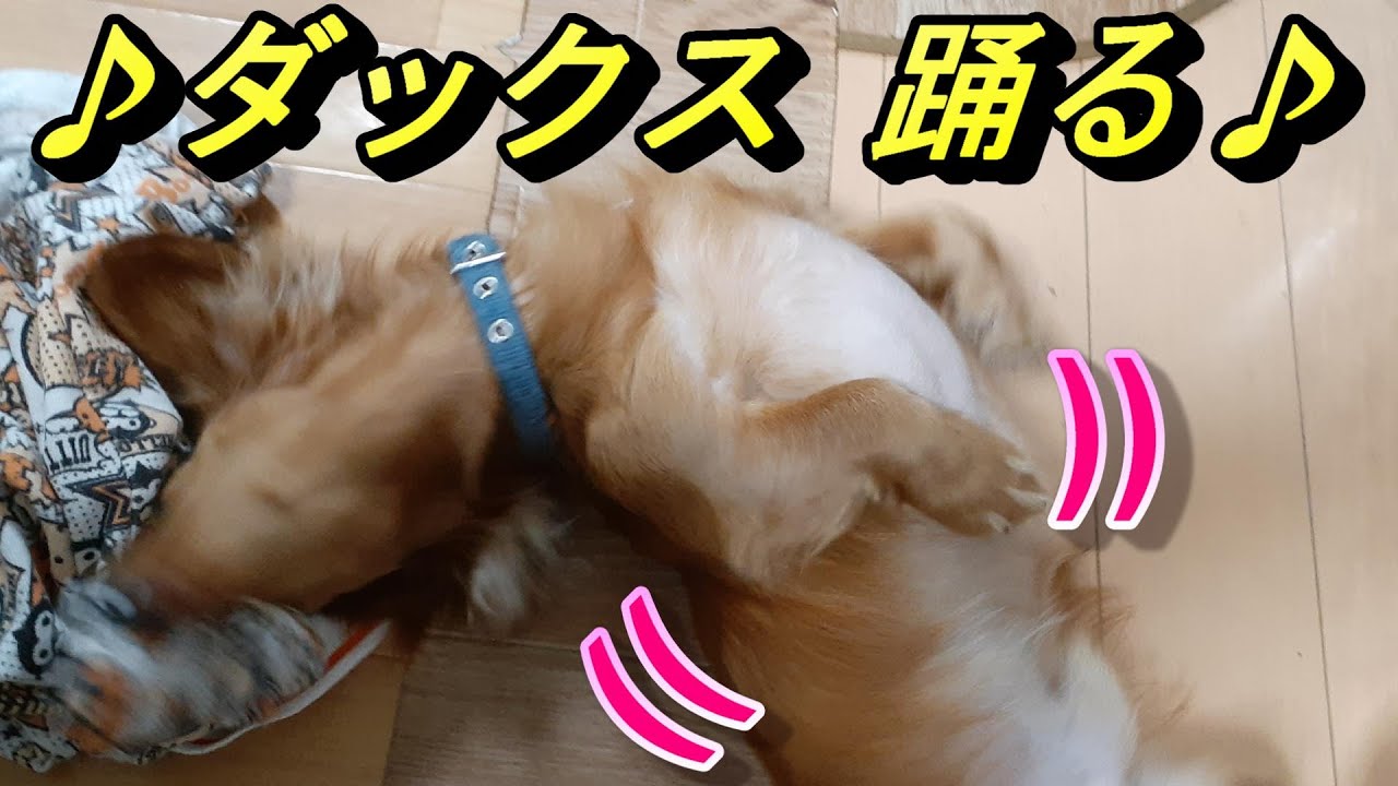 踊るイッヌｗｗｗ ミニチュアダックスフンド Miniature Dachshund Dancing Dog Youtube