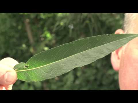 Identifying Willow