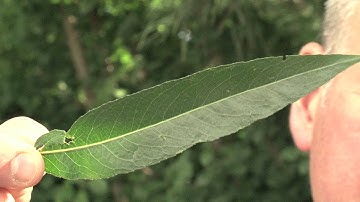 Identifying Willow