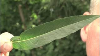 Identifying Willow