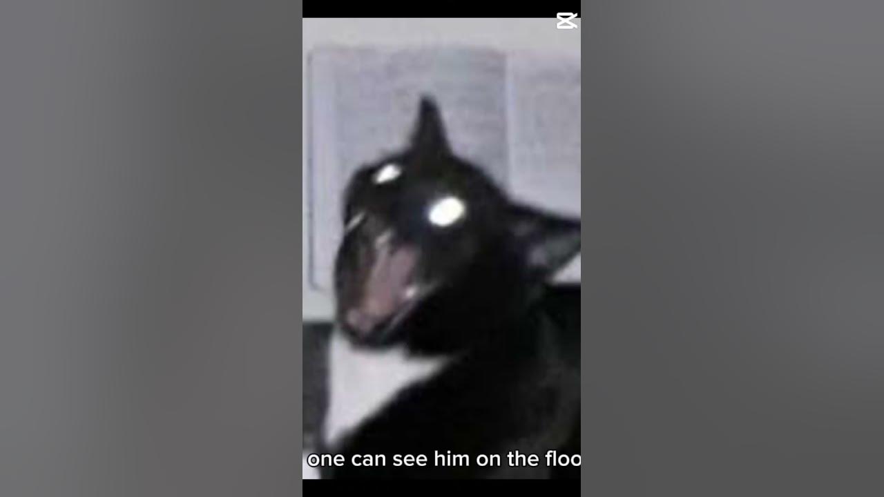 can-you-help-me-hide-a-body-meme-cat-cursedcat-fyp-youtube