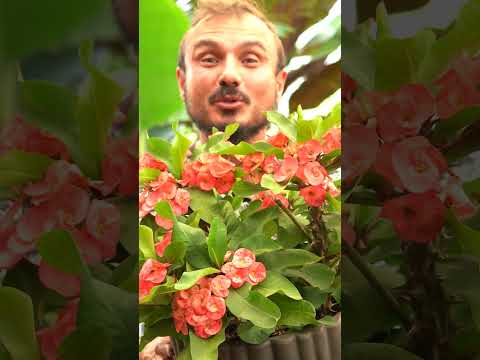 Vídeo: Que parte de uma planta é a coroa: aprenda sobre a função das coroas de plantas