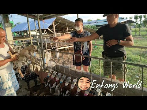 Bagong panganak na kambing, pwede na ba iwalay sa inahin? | Goat