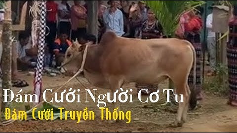 Đám cưới truyền thống của người cơ tu- đám cưới người vùng cao Quảng Nam