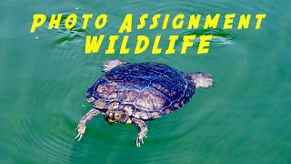 Weekly Photo Assignment #9: WILDLIFE (Nikon ZR)