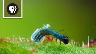 Baby Caterpillar Hatches from Tiny Butterfly Egg