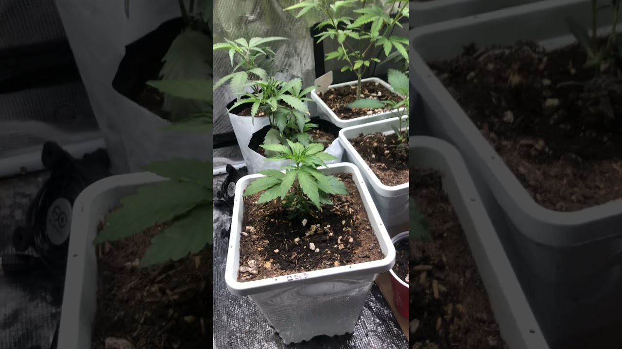 Monster cropped clones from a nugget