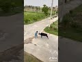 Khatarnak Bail Ki Qurbani Danger Bull Qurbani At Eid Ul Adha Bakra Khatarnak Bail Ki Qurbani Danger Bull Qurbani At Eid Ul Adha Bakra