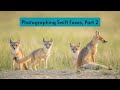 Photographing Swift Foxes Part 2. Wildlife on the Prairie, surprise encounters and evening storms