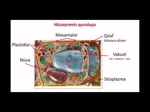 Video: Mantar Hüceyrə Quruluşu