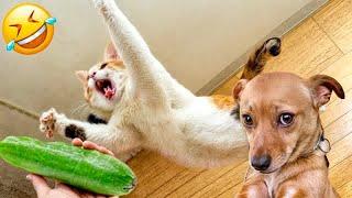 Hilarious Cats and DogsFunniest Animals 2024Part 12