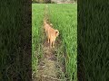 #dogshorts #funnyshorts #mycutepet