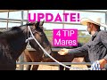 4 TIP Mares Update, what are TIP requirements supposed to look like?