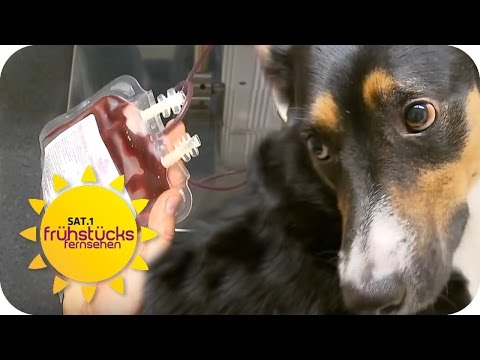 Video: Als ein Welpe einen Hero Blutspender brauchte, rettete Mac der Hund den Tag